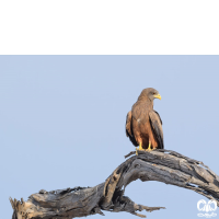 گونه کورکور سیاه Black Kite